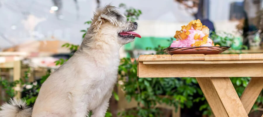  Dog-Friendly Restaurants and Cafes: Where to Eat Out with Your Pet